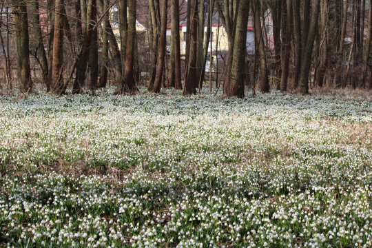 Kliknutím zvětšit